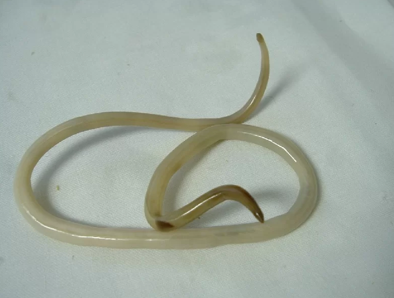 Các cách điều trị giun đũa chó an toàn và hiệu quả 1