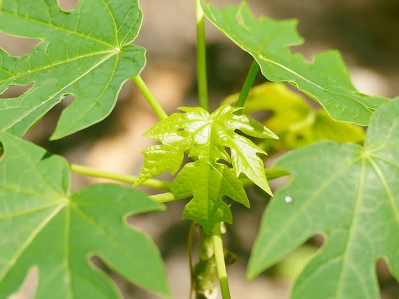 Các cây thuốc nam chữa bệnh u não mà bạn nên biết 2