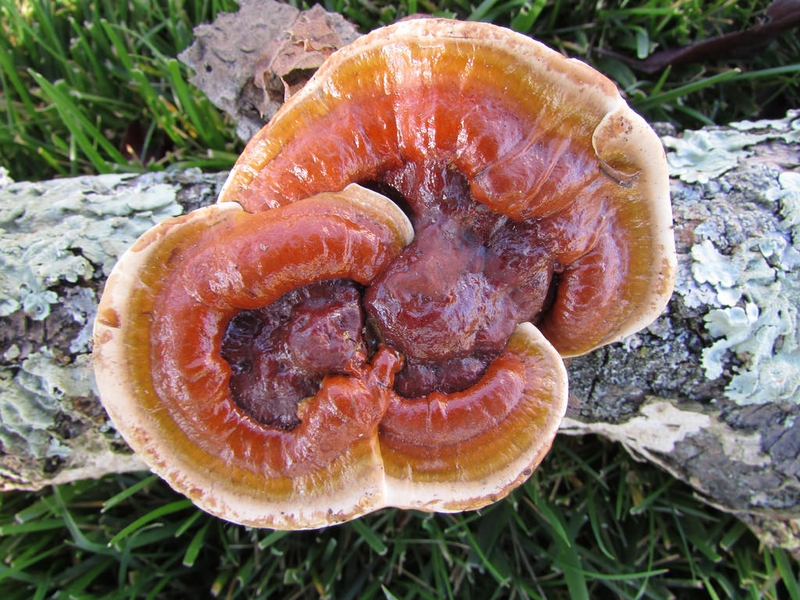 Các cây thuốc nam chữa bệnh u não mà bạn nên biết 3