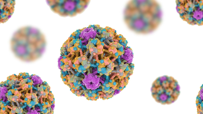 HPV là một loại virus đã được phát hiện có 200 chủng khác nhau