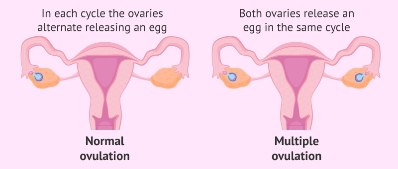 Các dấu hiệu rụng trứng phụ nữ không nên bỏ qua 2
