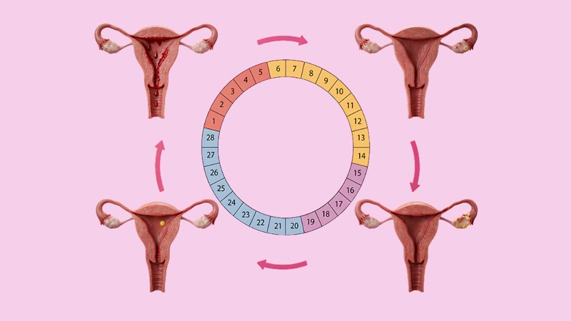 Các giai đoạn của chu kỳ kinh nguyệt chịu sự điều hòa của nhiều hormone khác nhau