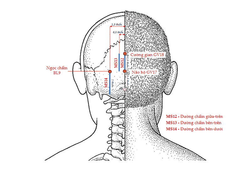 Các huyệt đạo trên đầu có tác dụng gì - Bạn đã biết chưa? 2