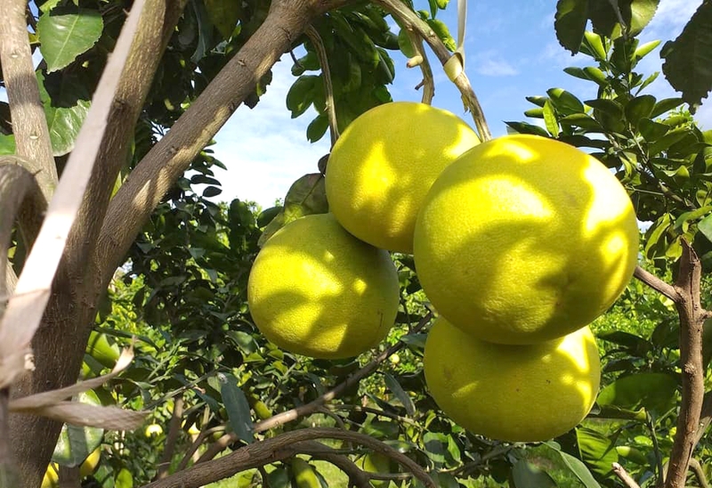 Các loại bưởi ngon và được ưa thích tại Việt Nam - 3