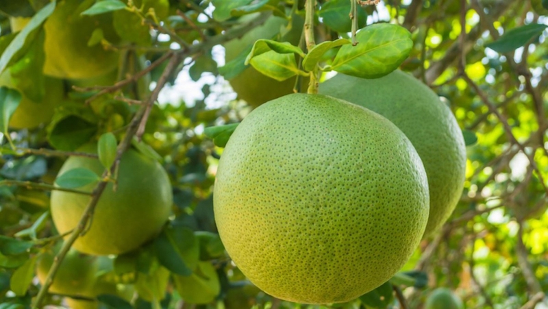 Các loại bưởi ngon và được ưa thích tại Việt Nam - 4