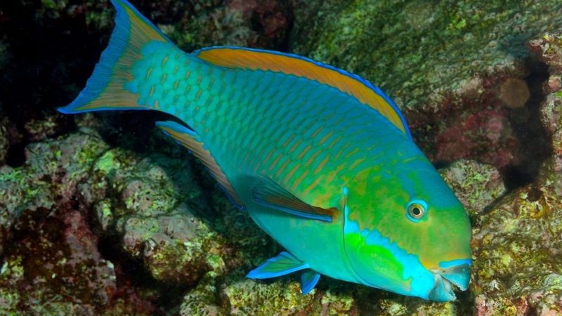 Các loại cá biển tốt cho sức khỏe mà bạn không thể bỏ qua 1