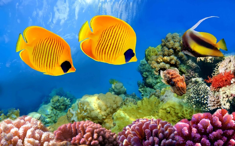 Các loại cá biển tốt cho sức khỏe mà bạn không thể bỏ qua 1