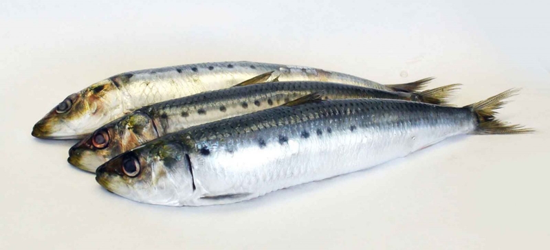 Các loại cá không chứa thủy ngân mà bạn cần biết3