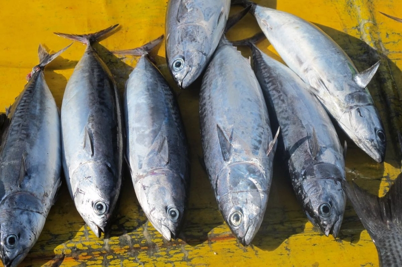 Các loại cá ngừ phổ biến nhất hiện nay2