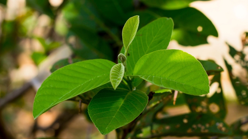 Lá ổi thường được dùng như nước xả để giảm rụng tóc