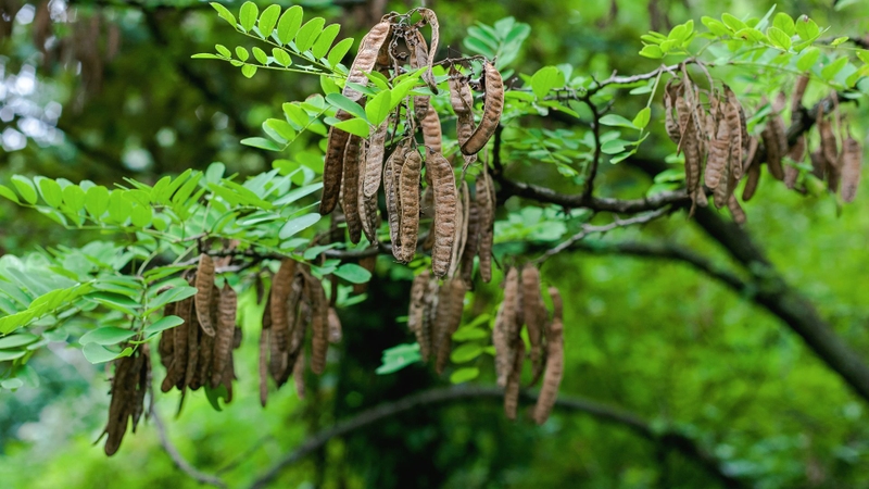 Các loại cây kích thích mọc tóc thường dùng là bồ kết