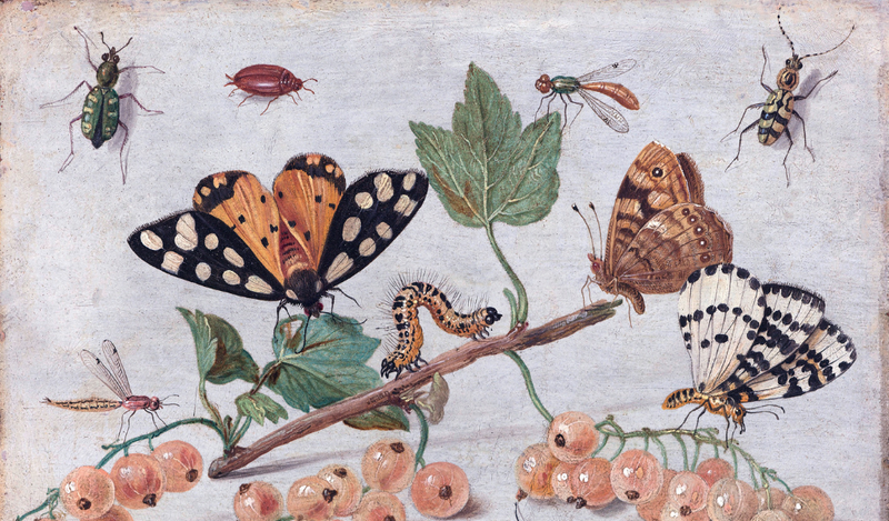 Côn trùng là gì?