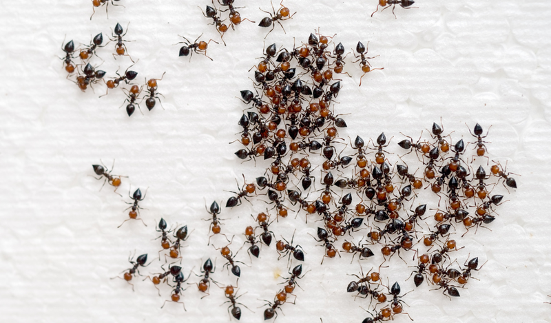 Kiến - côn trùng thường có trong nhà