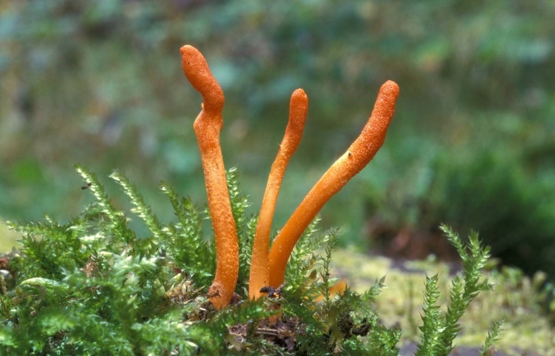 Các loại đông trùng hạ thảo trên thị trường hiện nay 1