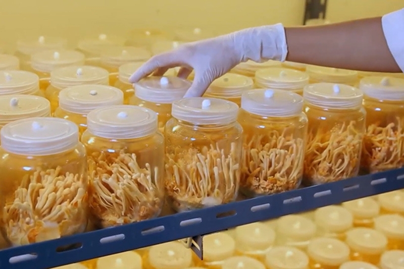 đông trùng hạ thảo nhân tạo