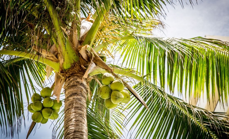 Giá trị dinh dưỡng và lợi ích sức khỏe của các loại dừa 1