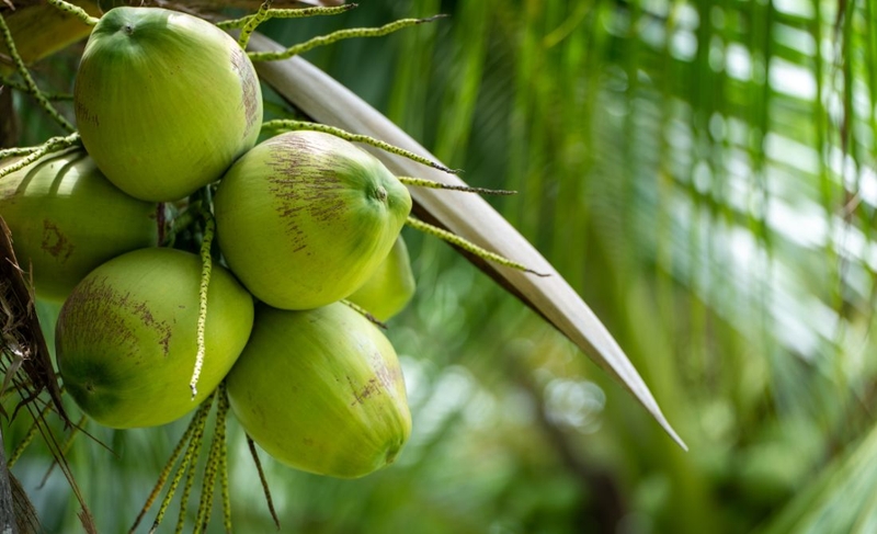 Giá trị dinh dưỡng và lợi ích sức khỏe của các loại dừa 2