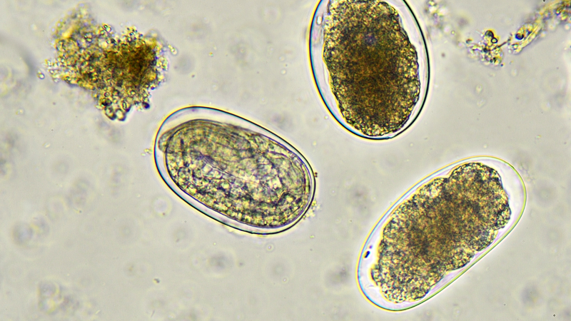 Giun móc lây nhiễm qua da khi ấu trùng trong đất ẩm xâm nhập vào cơ thể