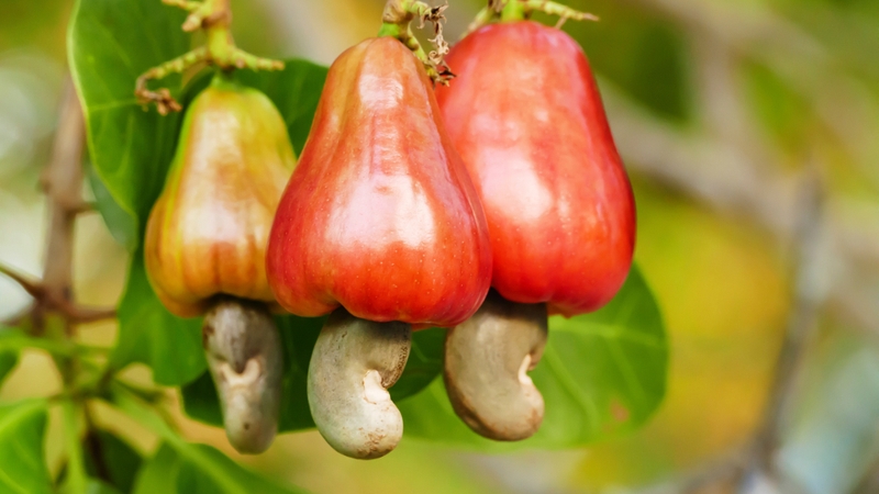 Các loại hạt không nên ăn: Những lựa chọn có thể gây hại cho sức khỏe 2