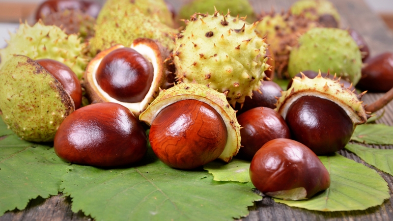 Các loại hạt không nên ăn: Những lựa chọn có thể gây hại cho sức khỏe 4