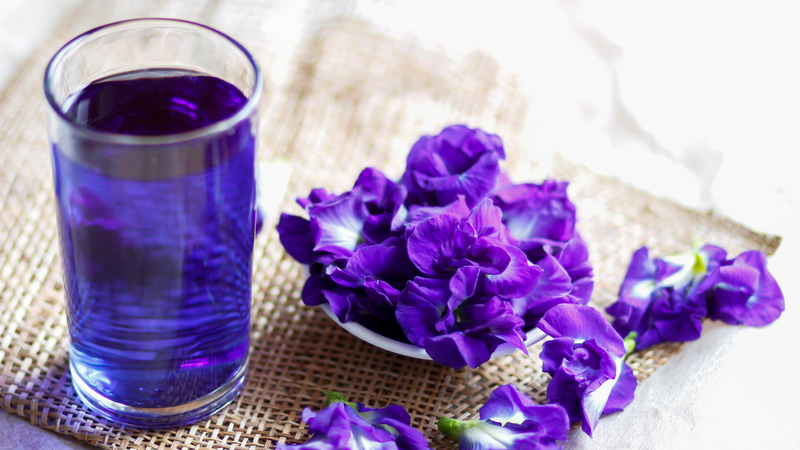 Hoa đậu biếc là nguyên liệu quen thuộc trong các loại trà thảo mộc