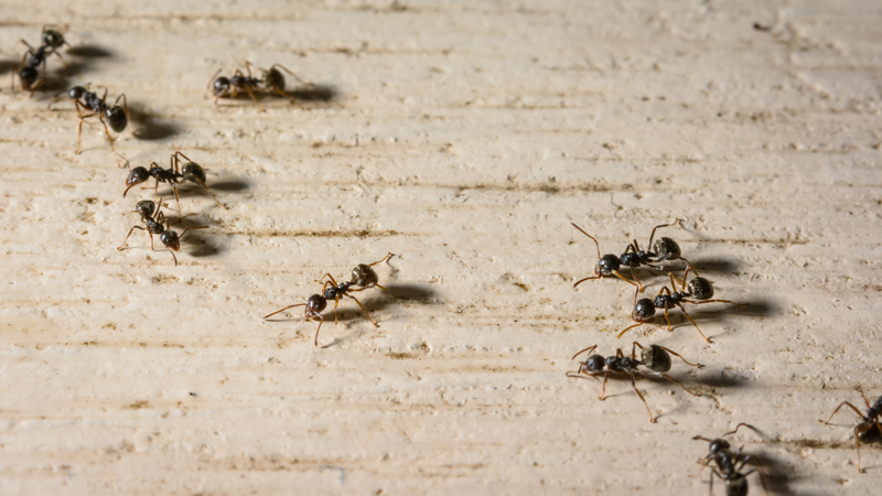 Kiến đen là một trong các loài kiến trong nhà thường thấy