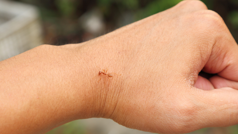 Kiến cắn gây cảm giác đau nhói hoặc nóng rát ngay sau khi bị cắn