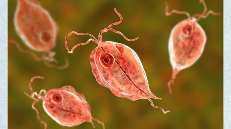 Trùng roi Trichomonas là một trong những ký sinh trùng hay gặp ở vùng kín