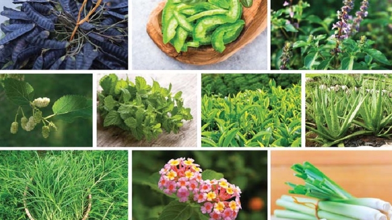 cac-loai-la-thom-goi-dau-giup-cham-soc-toc-chac-khoe 1.jpg