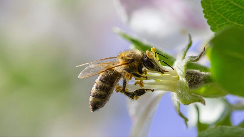 Mỗi loại mật ong có màu sắc, hương vị đặc trưng tùy theo nguồn hoa