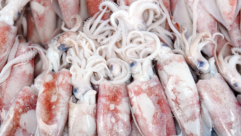 cac-loai-muc-pho-bien-va-dinh-duong-trong-muc 1