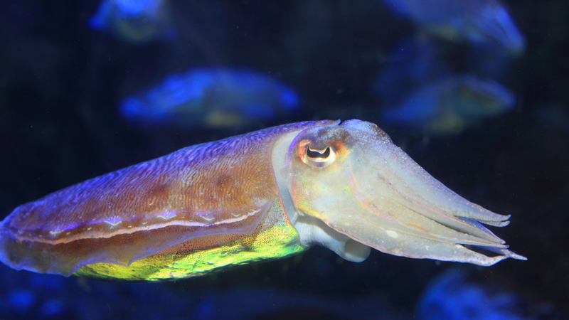 cac-loai-muc-pho-bien-va-dinh-duong-trong-muc 2