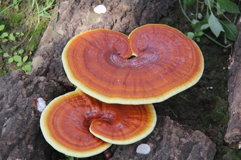 tim-hieu-va-phan-loai-cac-loai-nam-linh-chi-de-co-cach-su-dung-hieu-qua