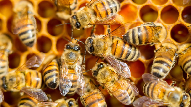 Ong mật có thể tấn công đồng loạt nếu tổ bị xâm nhập