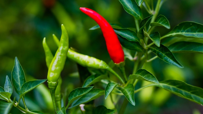 Ớt  chỉ thiên là một trong các loại ớt cay phổ biến tại Việt Nam