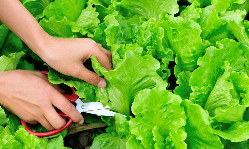 Điểm danh các loại rau quả giúp giảm mỡ bụng không thể bỏ qua 2