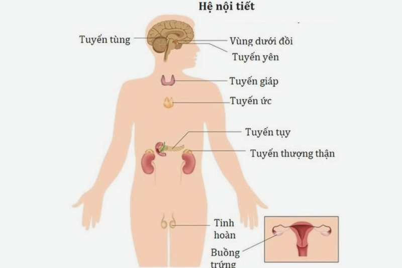 cac-loai-roi-loan-noi-tiet-thuong-gap-hien-nay 1.png
