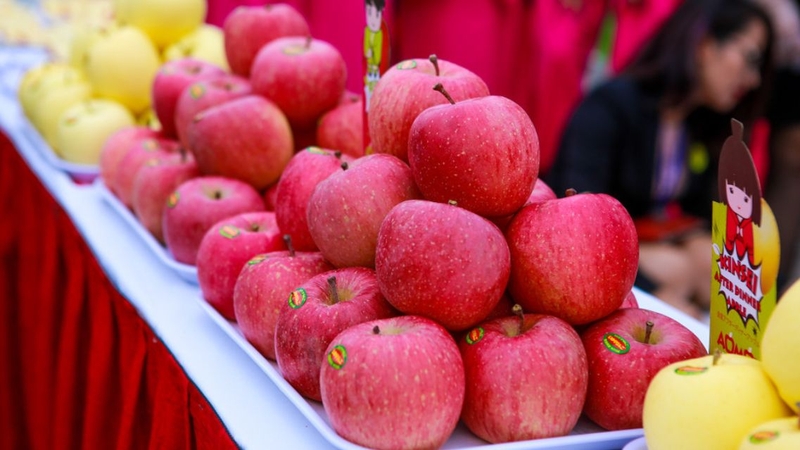 Táo Aomori có xuất xứ từ tỉnh Aomori - “thủ phủ táo” của Nhật Bản