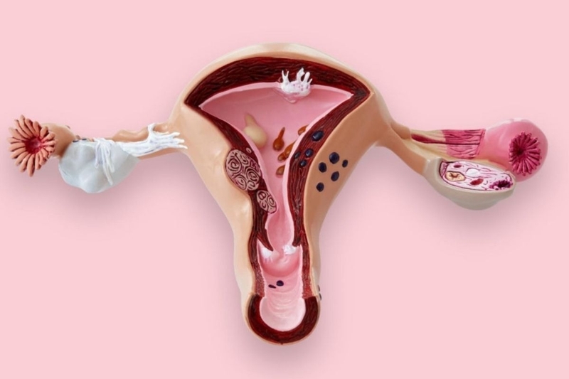 cac-loai-thuc-pham-bo-sung-estrogen-an-toan-cho-nu-gioi 2.jpg
