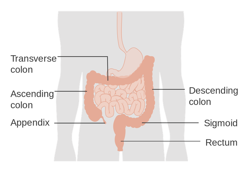 Các loại thực phẩm tốt cho đại tràng 2