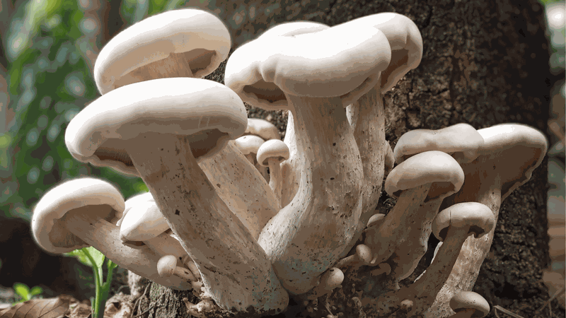 Các nhà nghiên cứu sử dụng muỗi giao phối để phát tán nấm chống sốt rét 3