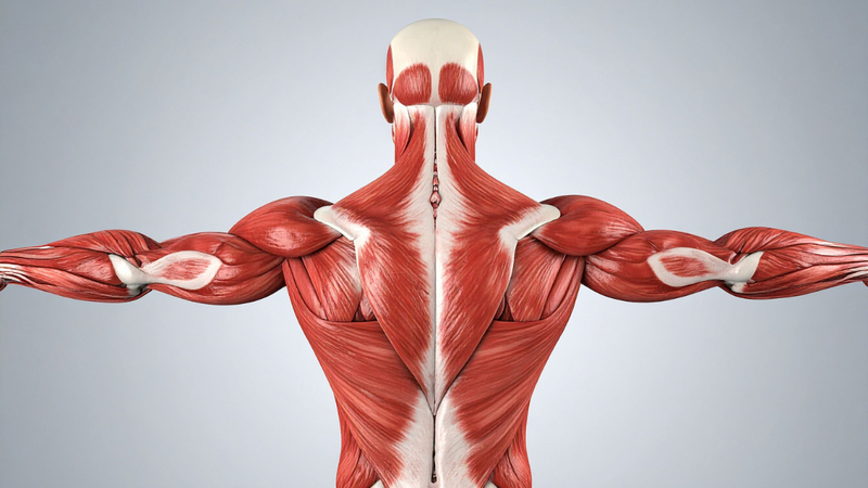 Các nhóm cơ lưng và cách tập luyện hiệu quả 2