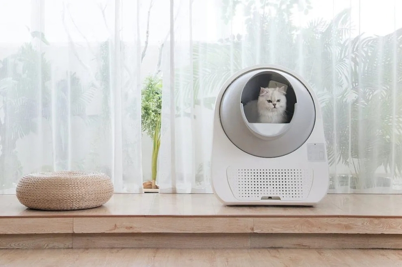 cac-trieu-chung-cua-benh-giun-tocoxara 3.jpg