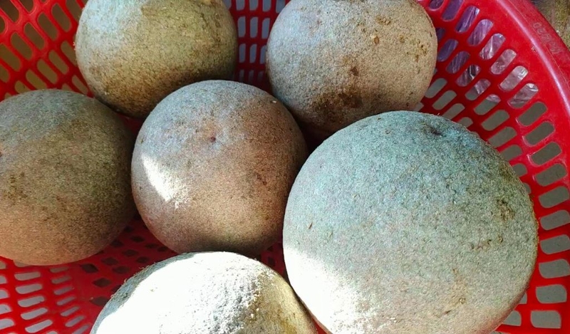 Cách ăn trái quách tốt cho sức khỏe bạn đã biết chưa? 3