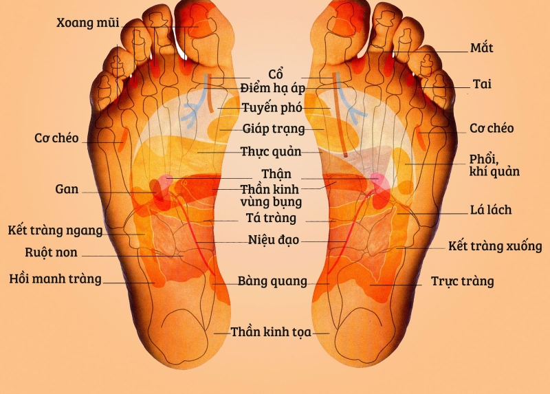 Cách bấm huyệt chữa tê chân hiệu quả1
