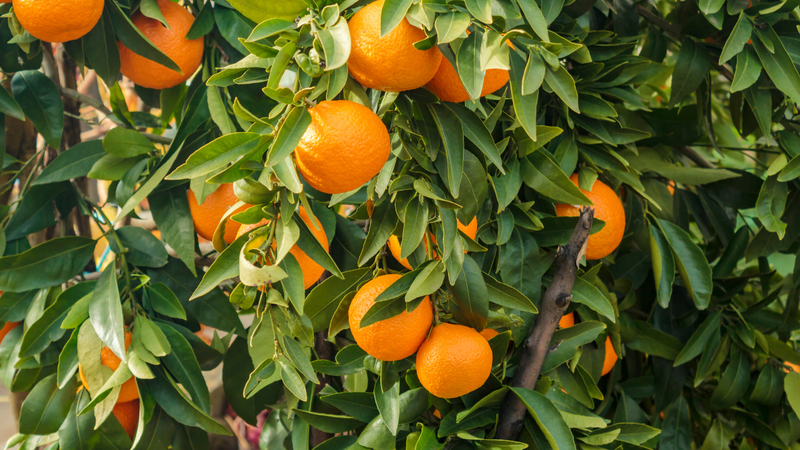 Cách bảo quản cam tươi lâu không cần tủ lạnh? 1