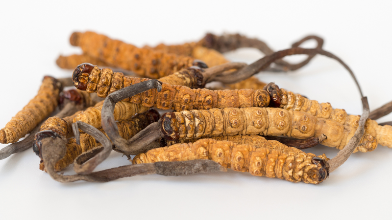 Đông trùng hạ thảo bị mốc có thể nhận thấy bằng mắt thường