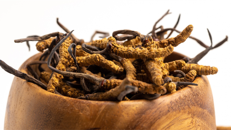 Chọn mua đông trùng hạ thảo từ nguồn uy tín, có chứng nhận chất lượng