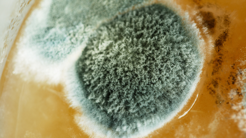 Bảo quản đông trùng hạ thảo không đúng cách sẽ gây nấm mốc