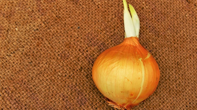 Cách bảo quản hành tây khoa học và dễ thực hiện 4